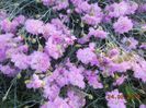 DSCN5172