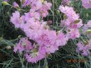 DSCN5173