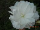 DSCN5190