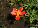 DSCN5195