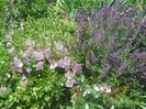 oenothera speciosa si salvia oficinallis
