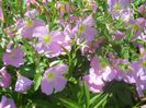 oenothera speciosa