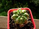 Gymnocalycium