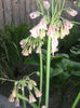 nectaroscordum siculum 002