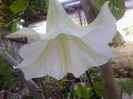 parfum tare ,naucitor