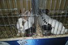 SAM_1524