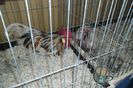 SAM_1554