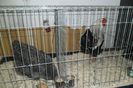 SAM_1559