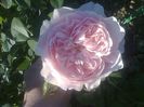 WISLEY