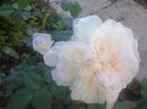 SOMBREUIL