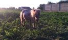 IMG_20140525_200843
