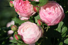 Mme Pierre Oger
