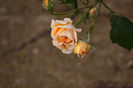 IMG_3551