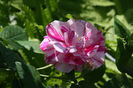Rosa gallica versiclor