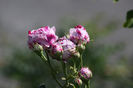 Variegata di ologna