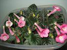 DSC08882