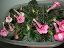 DSC08881