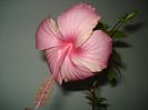 DSC08895