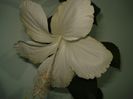 DSC08890