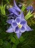 Aquilegia Blue (2014, May 16)