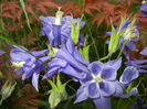 Aquilegia Blue (2014, May 16)