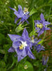Aquilegia Blue (2014, May 16)