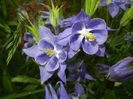 Aquilegia Blue (2014, May 16)