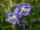 Aquilegia Blue (2014, May 16)