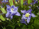 Aquilegia Blue (2014, May 18)