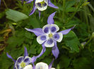 Aq. Winky Blue & White (2014, May 13)