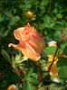 'Leander' • AUSlea • Lovely Apricot