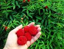 Rubus illecebrosus ( poza net )