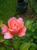 'Marie Curie ®'• MEIlomit • Romantic Dreams • Umilo