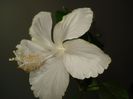DSC08878
