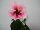 DSC08972
