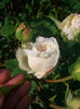 'Souvenir de la Malmaison' • Queen of Beauty and Fragrance