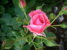 Rosarium Uetersen • KORtersen Seminole Wind • Uetersen
