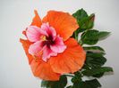 DSC08970