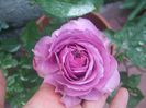 Lavander Ice