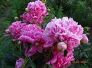 DSC03586