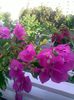 Pic_0719_117