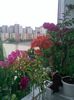 Pic_0816_244