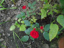 25 mai 2014 minirose