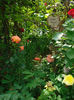 DSC00415