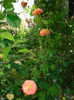 DSC00462