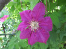 clematita