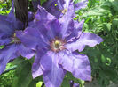 clematita