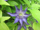 clematita