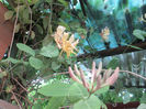 lonicera