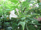 jasminum